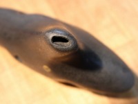 �iSORA�j�I�J���i�@