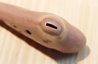 �i�T�E�U���h���[�u�X�j�I�J���i�@�\�v���mC�ǁ@��t���̍�i�@<<�Ǖi>>