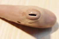 �i�T�E�U���h���[�u�X�j�I�J���i�@�\�v���mG�ǁ@��t���̍�i�@<<�Ǖi>>