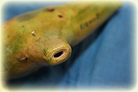 ���V�c�J�@�I�J���i�@�A���gF��