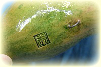 ���V�c�J�@�I�J���i�@�A���gF��